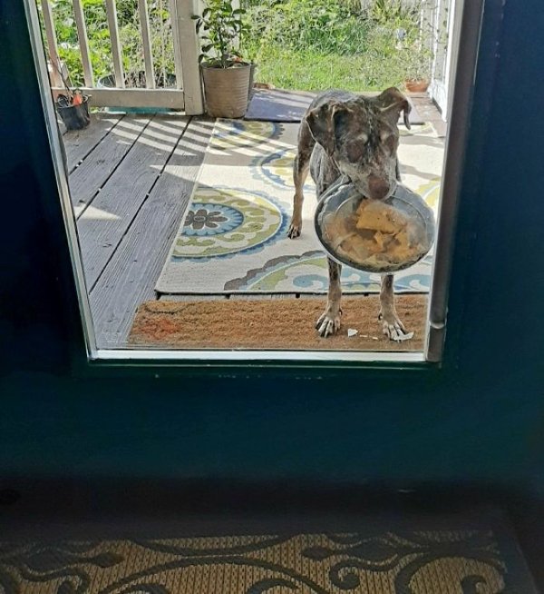 Pets Stealing Food (19 pics)