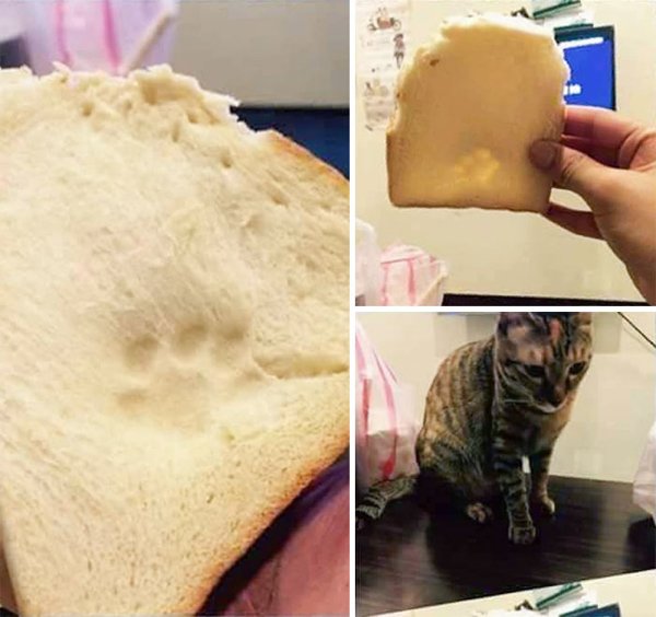 Pets Stealing Food (19 pics)