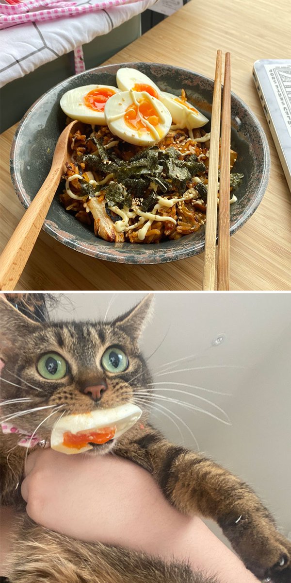 Pets Stealing Food (19 pics)