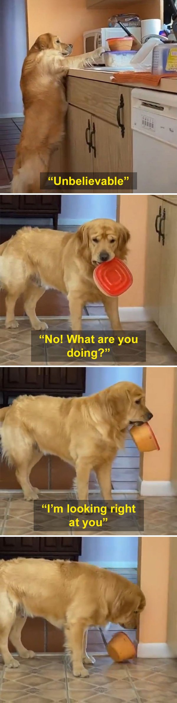 Pets Stealing Food (19 pics)
