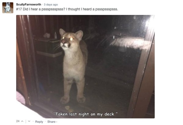 Sarcastic Comments (72 pics)