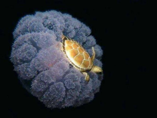 Awesome Pictures (47 pics)