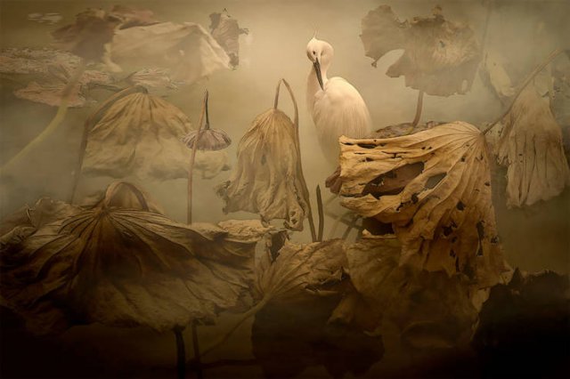Photos That Look Like Renaissance Paintings (35 pics)
