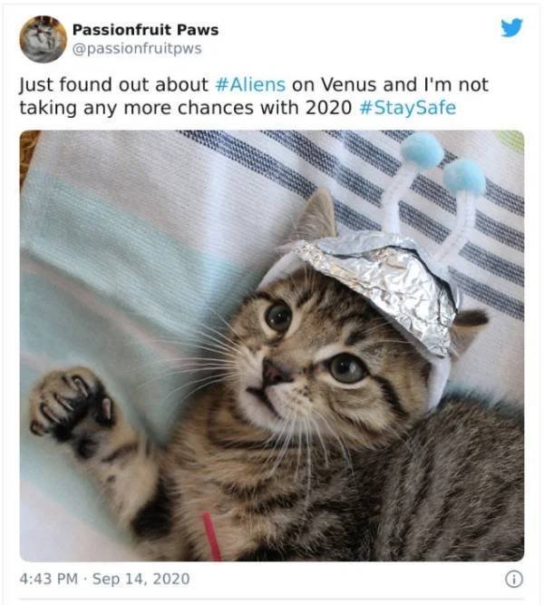 Venus Tweets (23 pics)