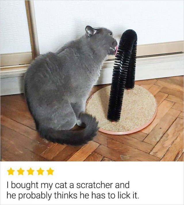Internet Reviews (14 pics)