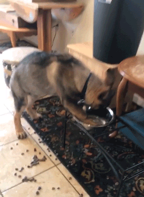 Hilarious Animals (14 gifs)