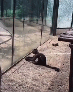 Hilarious Animals (14 gifs)