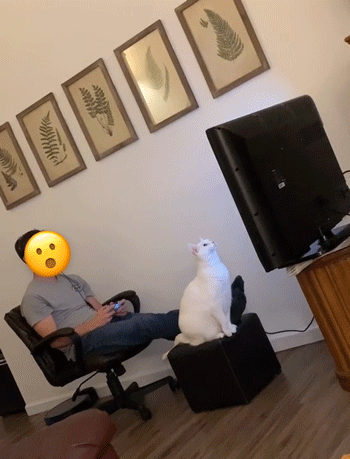 Hilarious Animals (14 gifs)