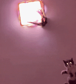 Hilarious Animals (14 gifs)