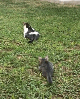 Hilarious Animals (14 gifs)