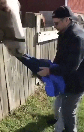 Hilarious Animals (14 gifs)