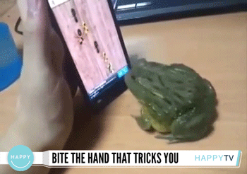 Hilarious Animals (14 gifs)