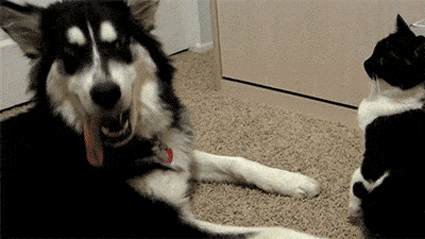 Hilarious Animals (14 gifs)