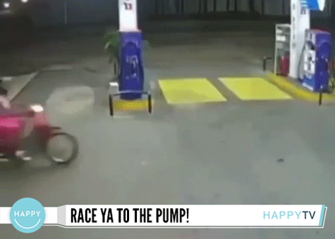 Hilarious Animals (14 gifs)