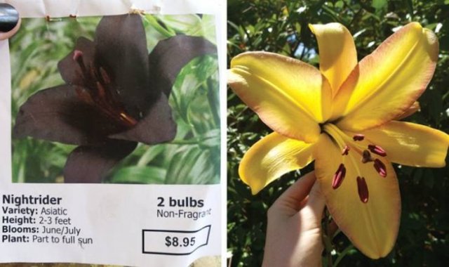 Online Shopping Went Wrong (20 pics)
