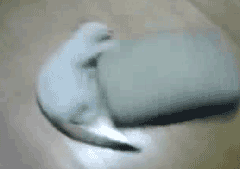 Acid Gifdump, September 16 (25 gifs)