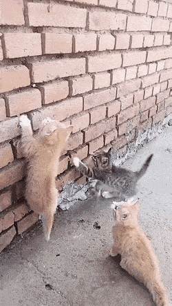 Acid Gifdump, September 16 (25 gifs)