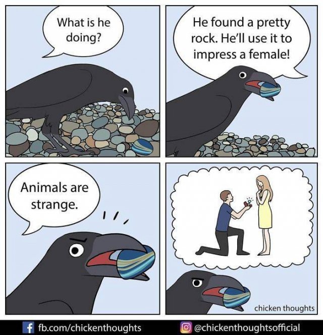 Funny Comics About Birds (30 pics)