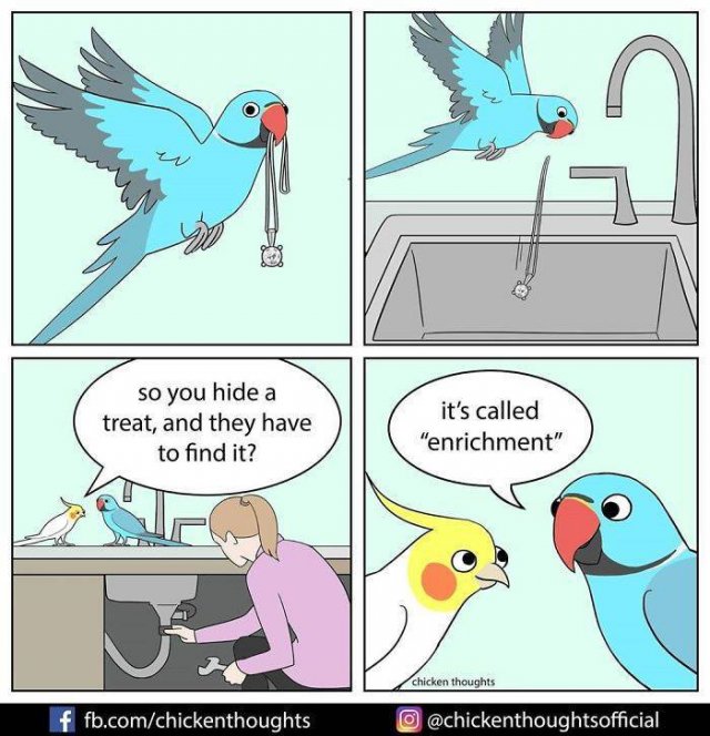 Funny Comics About Birds (30 pics)