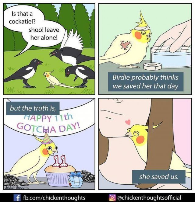 Funny Comics About Birds (30 pics)