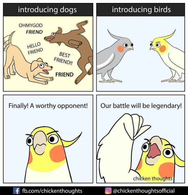 Funny Comics About Birds (30 pics)