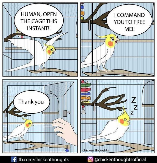 Funny Comics About Birds (30 pics)