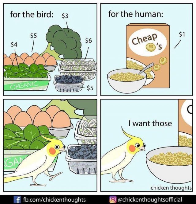 Funny Comics About Birds (30 pics)