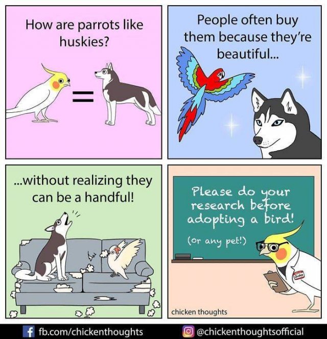 Funny Comics About Birds (30 pics)