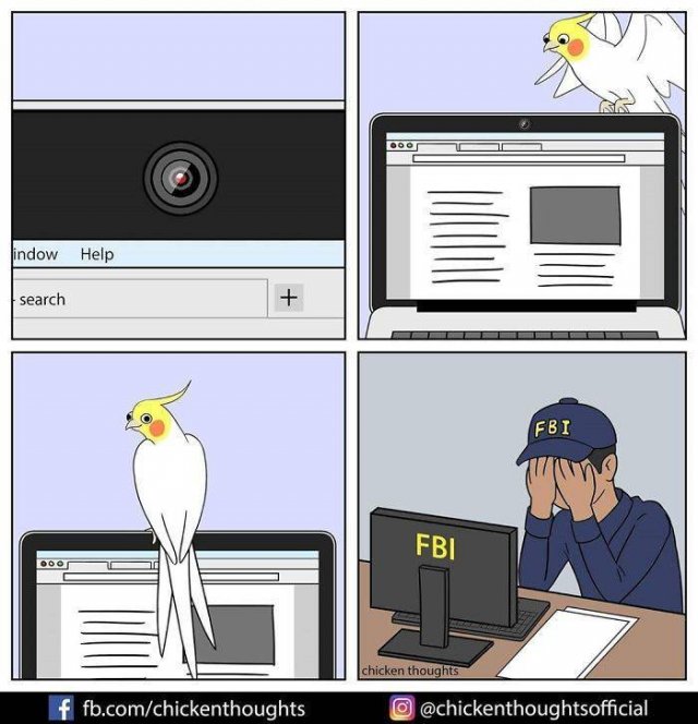 Funny Comics About Birds (30 pics)