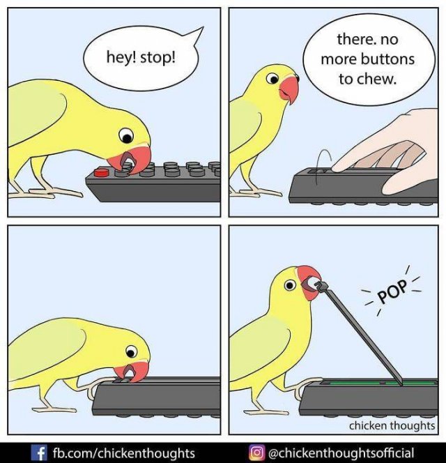 Funny Comics About Birds (30 pics)