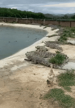 Acid Gifdump, September 17 (25 gifs)