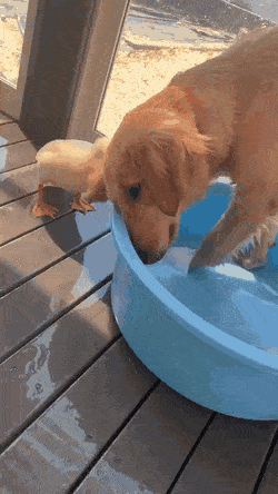 Acid Gifdump, September 17 (25 gifs)
