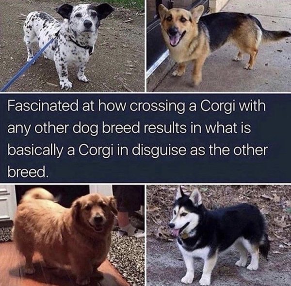 Wholesome Memes (25 pics)