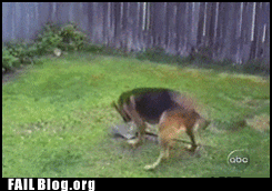 Fails (14 gifs)