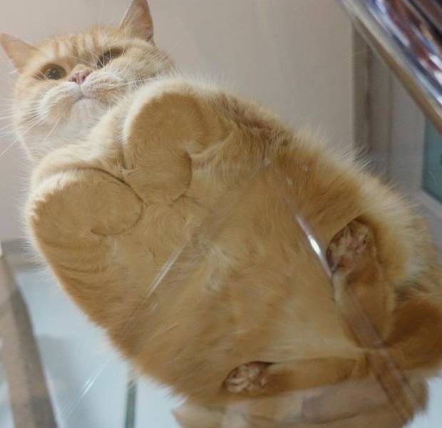 Look Twice (40 pics)