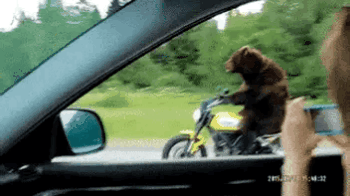 Acid Gifdump, September 21 (25 gifs)