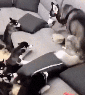 Acid Gifdump, September 22 (25 gifs)