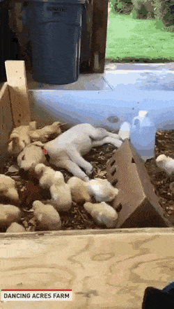 Acid Gifdump, September 22 (25 gifs)