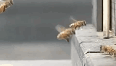 Acid Gifdump, September 23 (25 gifs)