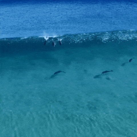Acid Gifdump, September 23 (25 gifs)