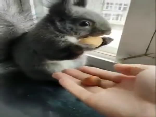 Little Guy Always Brings Dried Seeds To Trade For Some Nuts