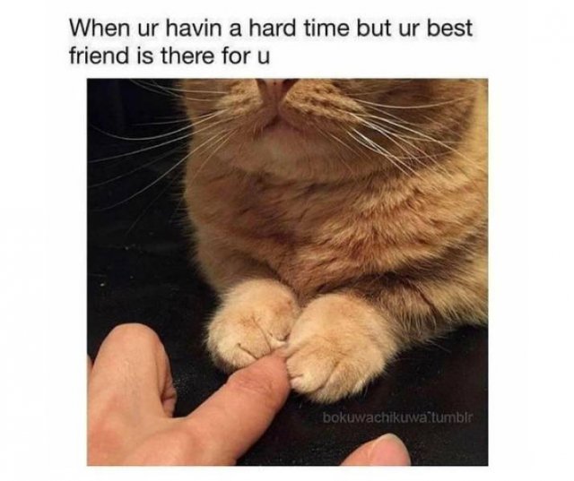 Wholesome Memes (35 pics)