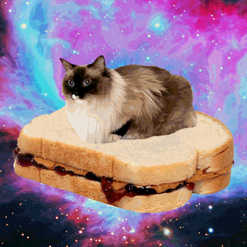 Space Cats (21 gifs)