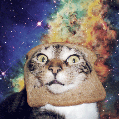 Space Cats (21 gifs)