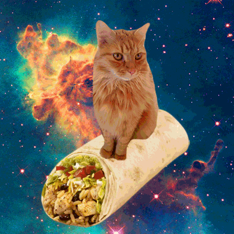 Space Cats (21 gifs)