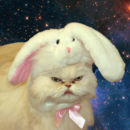 Space Cats (21 gifs)