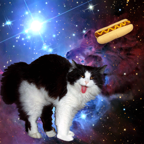 Space Cats (21 gifs)