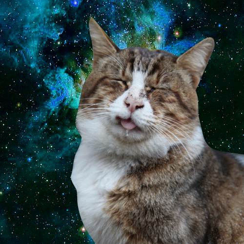 Space Cats (21 gifs)