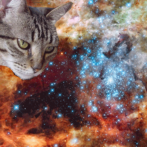 Space Cats (21 gifs)