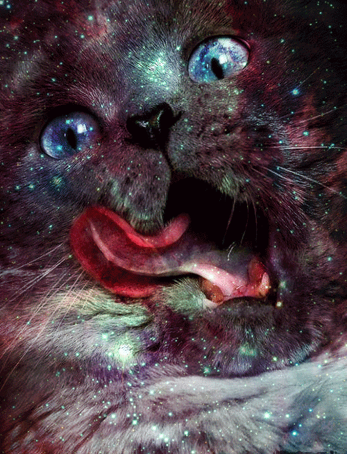 Space Cats (21 gifs)